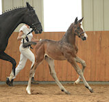 Diminuendo : Don Romantic x Royal Angelo x Weltmeyer 2012 Dark Brown Filly